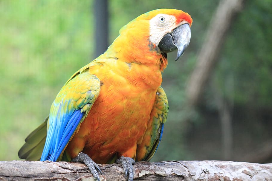 macaw, mexico, ave, bird, zoo, parrot, animal, tropical bird HD wallpaper