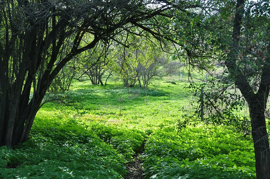 forest, grass, nature, green, tree, summer, landscape, spring HD wallpaper