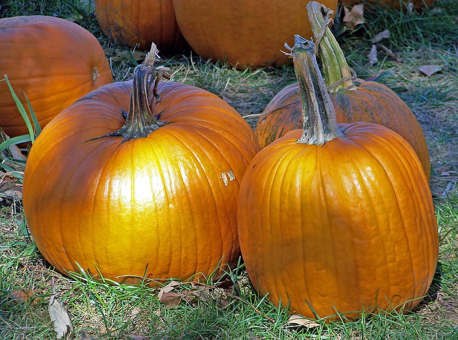 Pumpkins, Autumn, Fall, Halloween, celebration, orange, season HD wallpaper