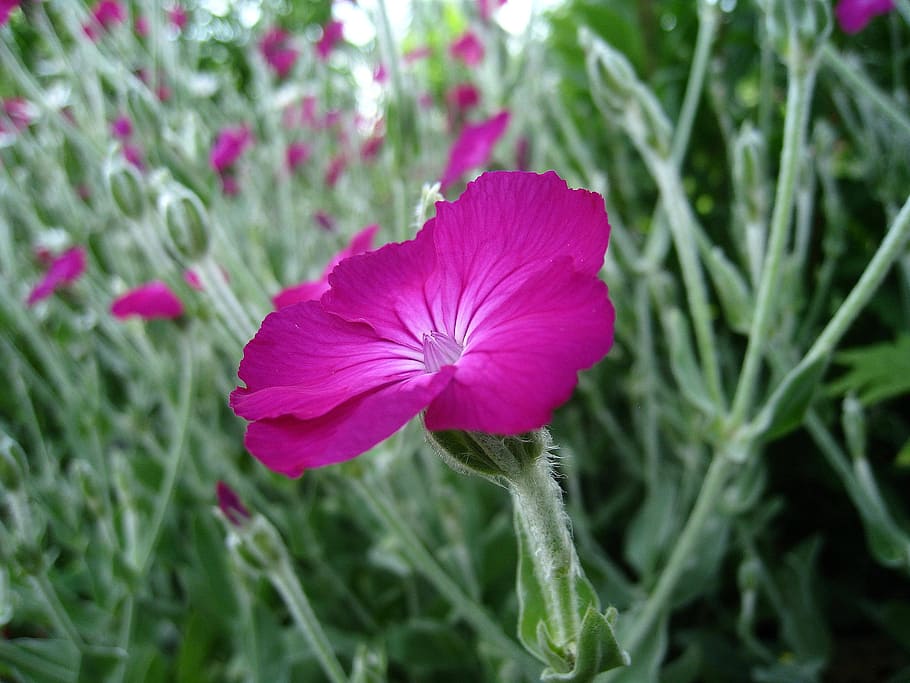 dressed, flower, pink, green, leaf, summer, plant, fragility HD wallpaper