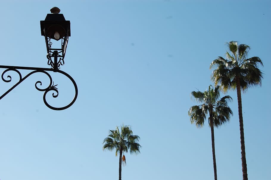 palms, lamppost, plants, tree, sky, palm tree, low angle view HD wallpaper