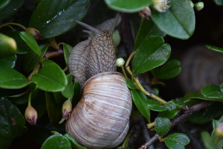 snail, animal, nature, shell, light and shadow, plant part HD wallpaper