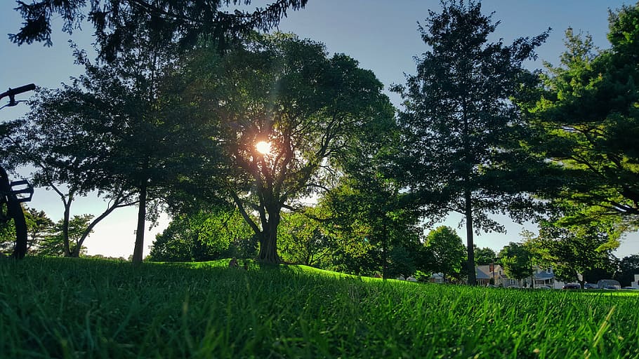 trees on grass field, green, plants, nature, landscape, houses HD wallpaper