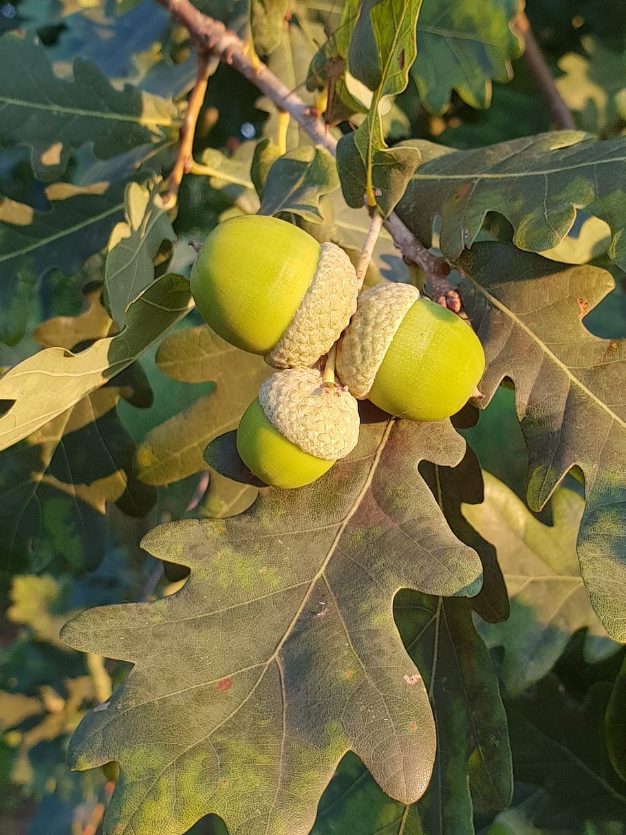 acorn, leaves, tree, leaf, plant part, fruit, healthy eating HD wallpaper