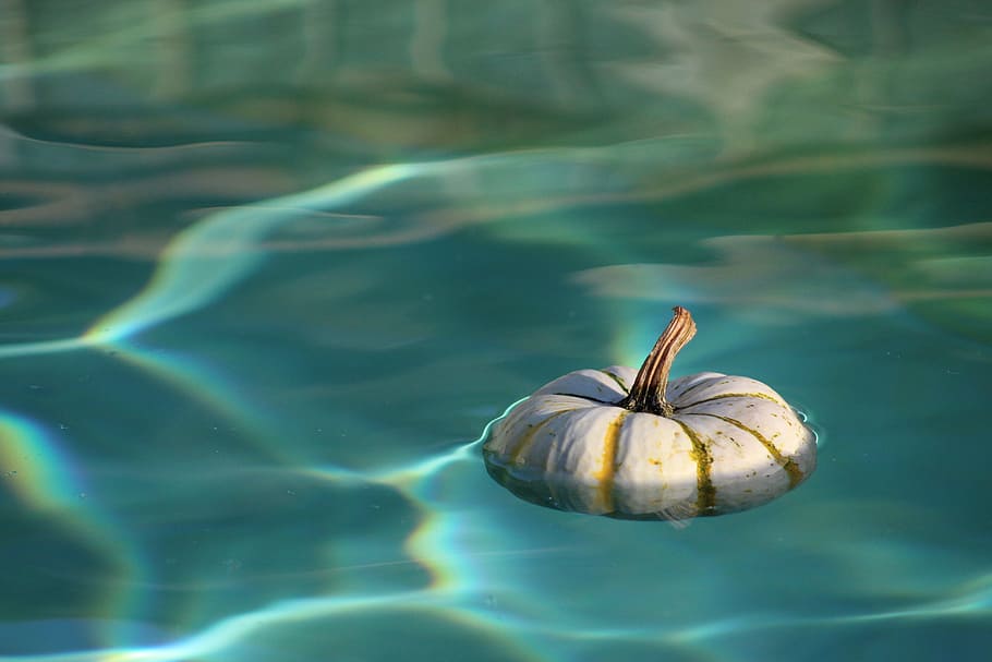 squash floating on body of water, pumpkin, wet, blue, white, colors, HD wallpaper