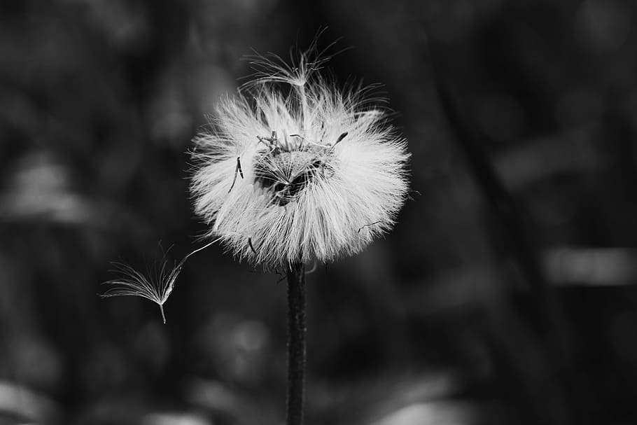 flower, spring, nature, spring flower, fragility, close-up HD wallpaper