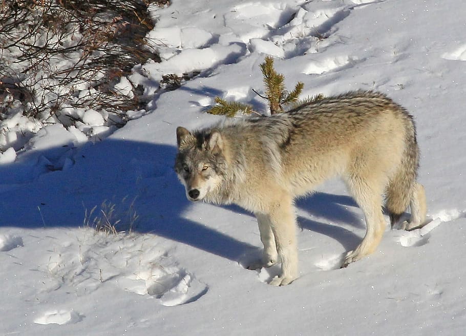 tan wolf on snow terrain, lone, predator, wildlife, nature, lupus, HD wallpaper