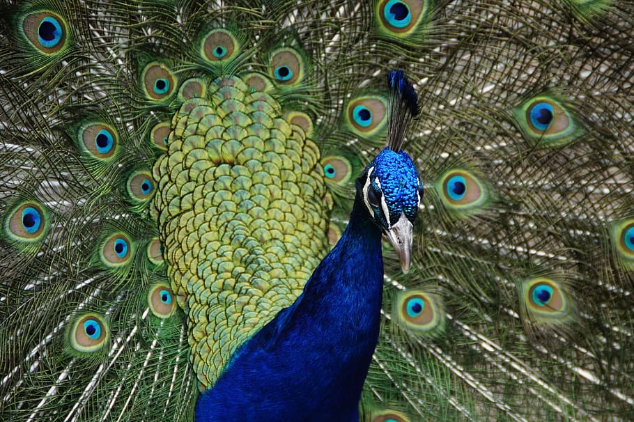 Peacock, Wheel, Bird, beat rad, peacock wheel, feather, balz, HD wallpaper