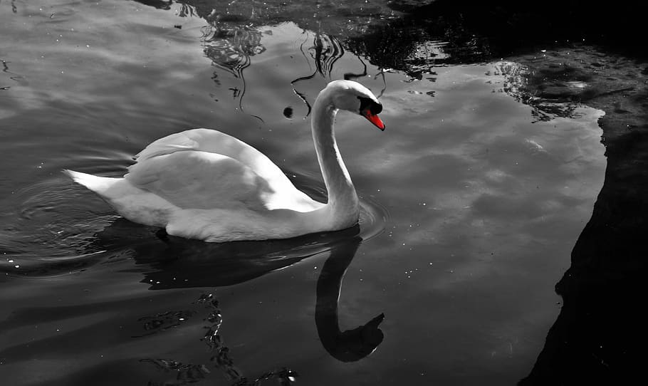 Swan, Solitude, Water, Tranquility, reflections, bird, atmosphere HD wallpaper