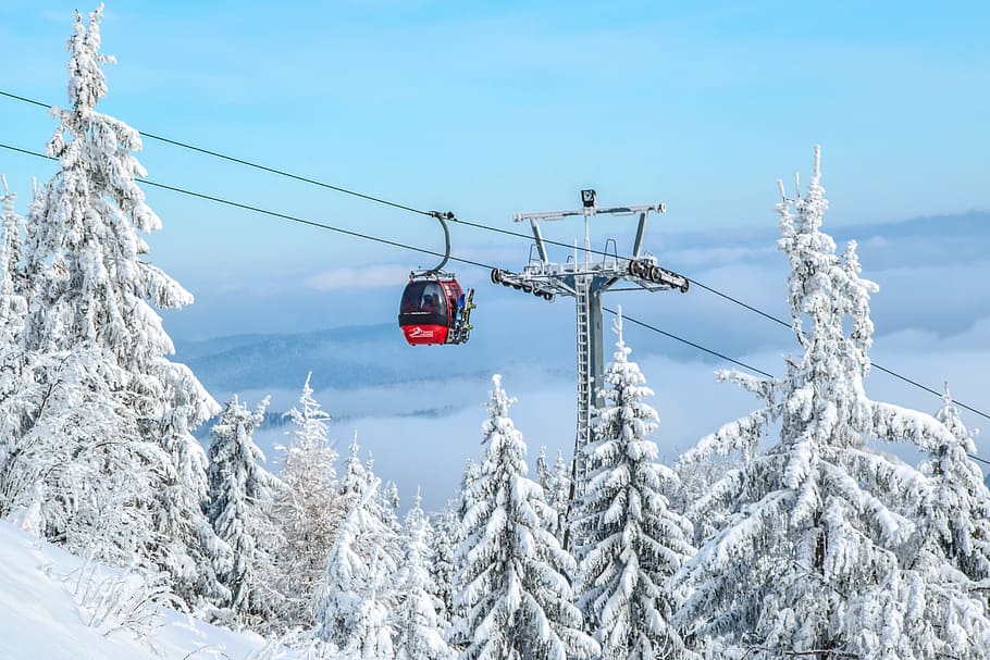 landscape photography of cable car and snow coated pine trees