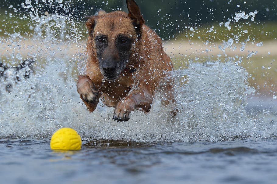 malinois, ball, summer, refreshment, jump, water, canine, dog HD wallpaper