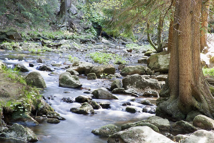 river, water, forest, nature, idyllic, summer, river landscape HD wallpaper