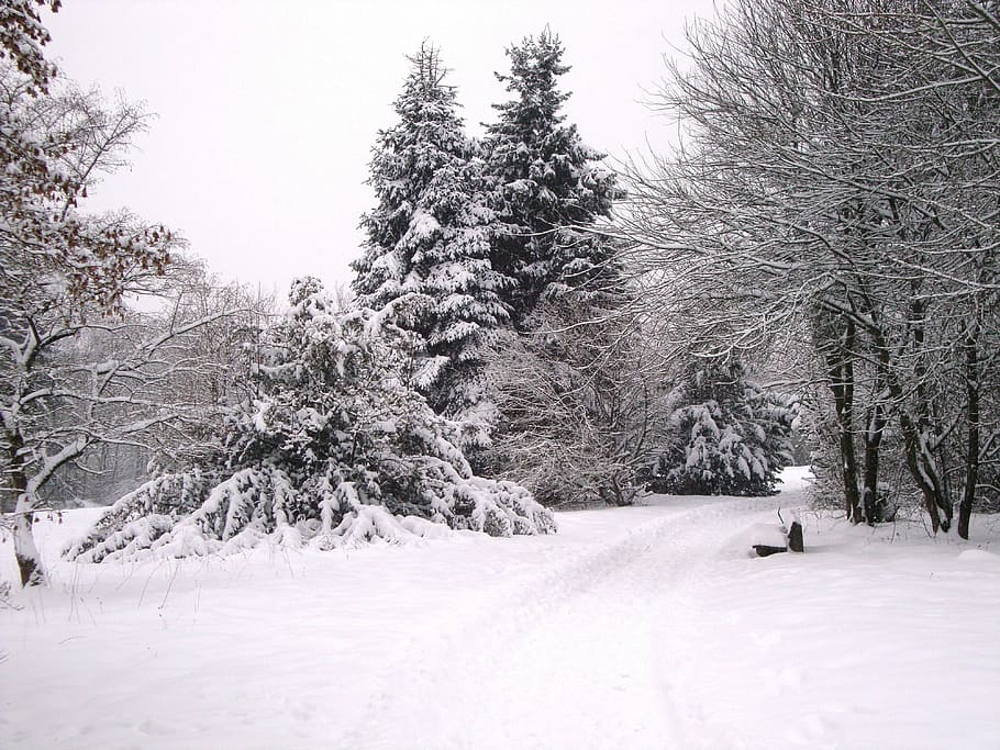 Winter, Snow, Wintry, Snowy, Mood, winter mood, winter magic HD wallpaper