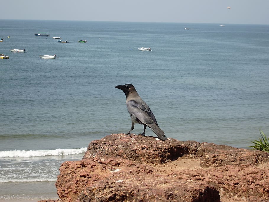 crow, bird, india, goa, travel, nature, beach, ocean, asia HD wallpaper