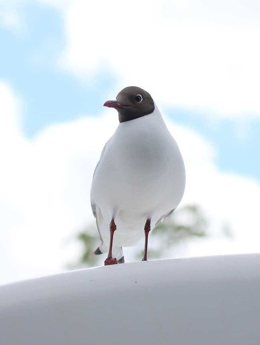 seagull, white, himmel, cloud, black, tern, animal themes, bird HD wallpaper