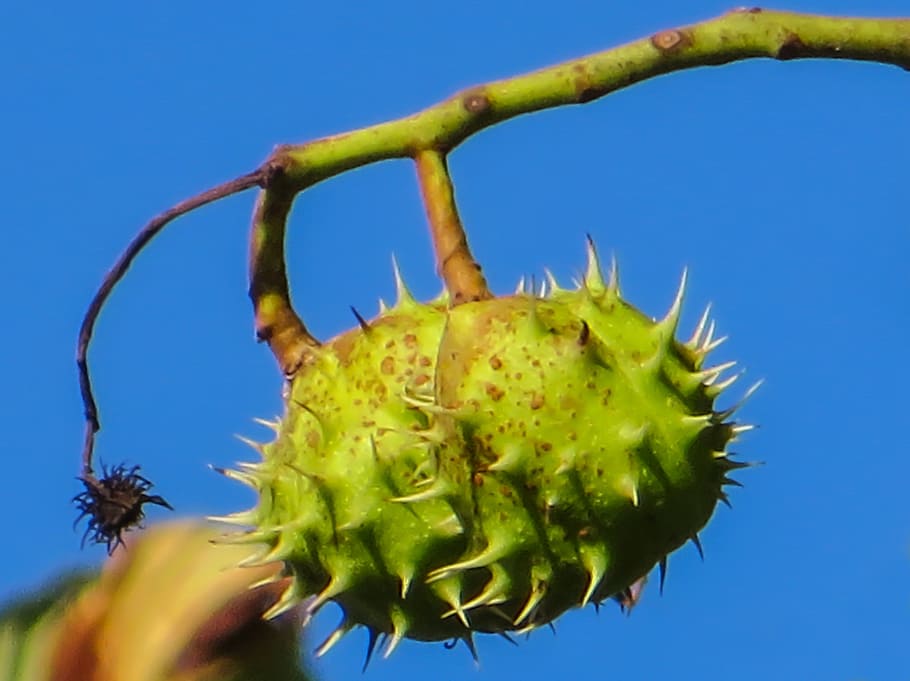 chestnut, spur, autumn mood, prickly, shell, plant, fruit, close-up