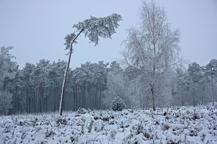 the winter's tale, wintry, forest, pine forest, frost, snow load HD wallpaper