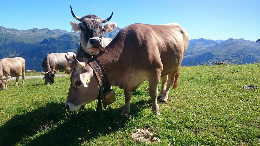 Cow, Mountain, Scenery, Grass, Mammal, farm, grazing, field HD wallpaper