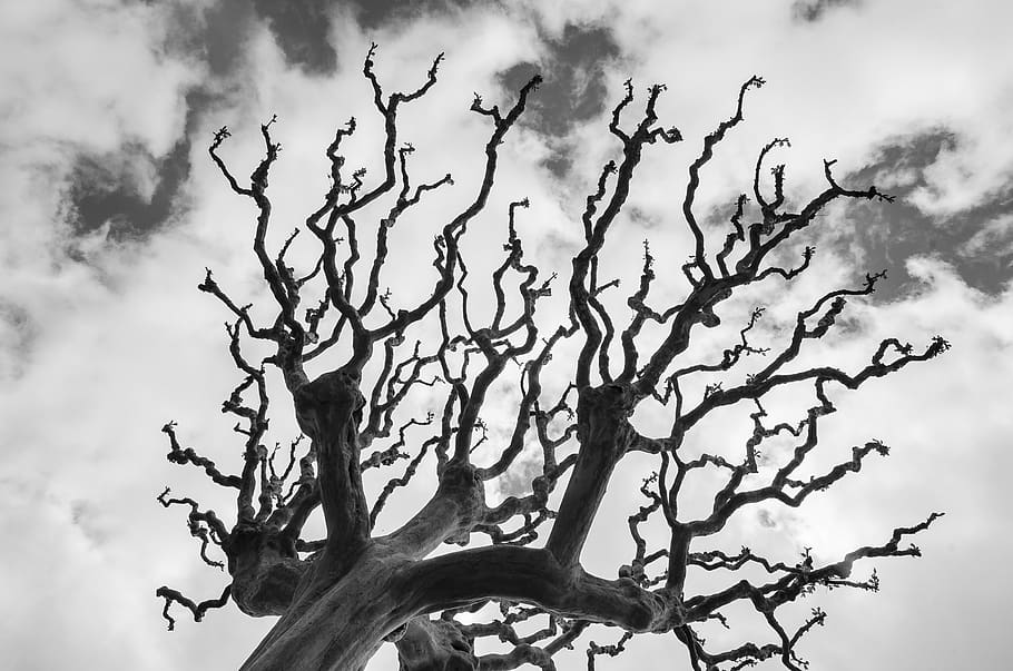 angers, silhouette, tree, cloud - sky, low angle view, nature HD wallpaper