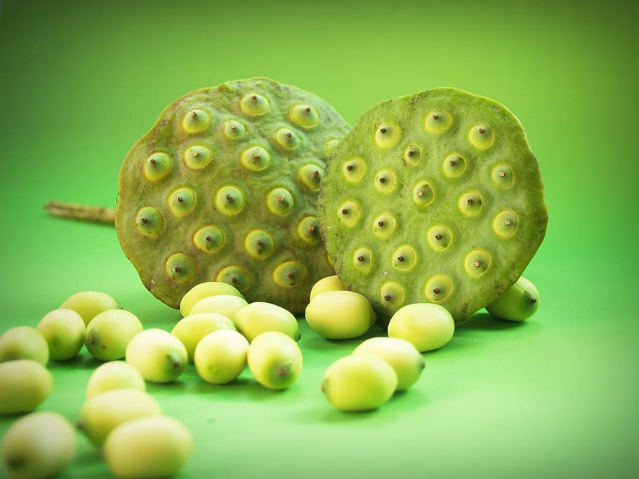 lotus, seed, flower, leaf, pod, indian, closeup, isolated, produce HD wallpaper