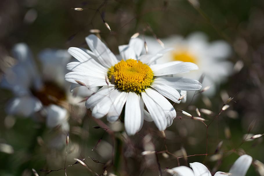 daisy, flower, nature, flowering plant, fragility, freshness HD wallpaper