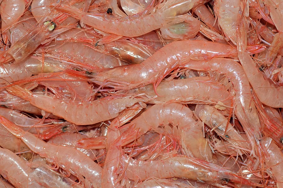 crabs, shrimp, small shrimp, crustaceans, frisch, fish market