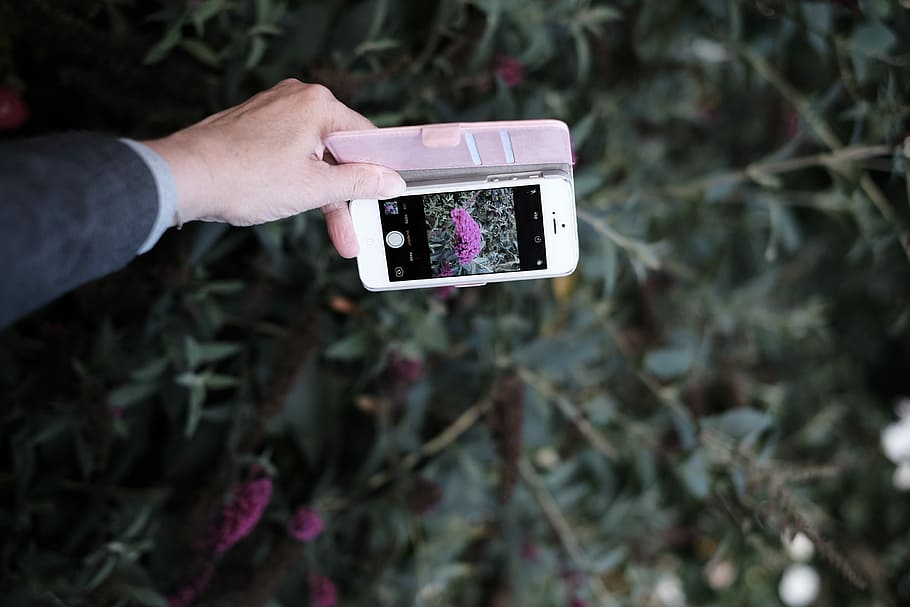 person holding silver iPhone 5s while taking picture of pink petaled flowers, HD wallpaper