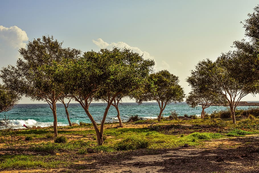 coppice, copse, forest, trees, glade, sea, nature, makronissos HD wallpaper