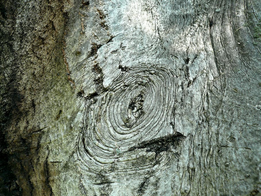 bark, tree, walnut, nature, detail, wood - material, textured HD wallpaper