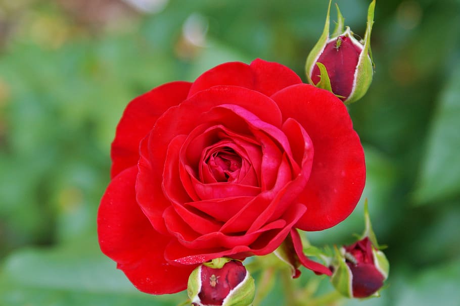 Rose, Bud, Blossom, Bloom, Rosebud, red rose, rose bloom, flower HD wallpaper