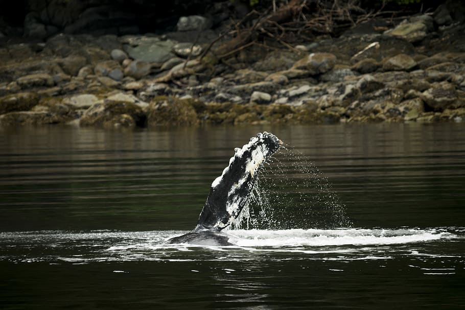 whale swimming in body of water, black fish on calm water at daytime HD wallpaper