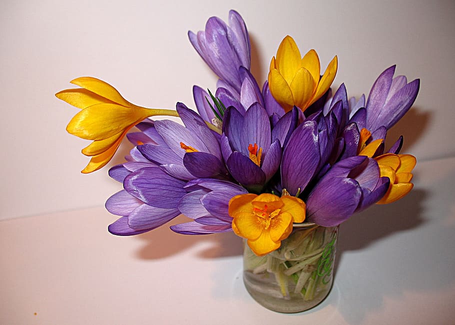 flowers, crocuses, spring, purple, yellow, mood, flowering plant HD wallpaper