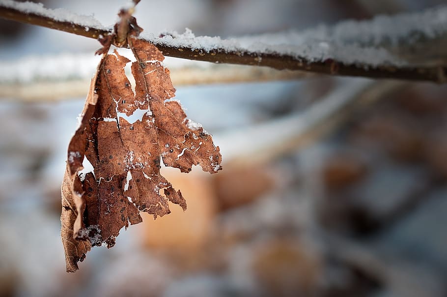 leaf, leaves, withered, dry, broken, brown, winter, nature HD wallpaper