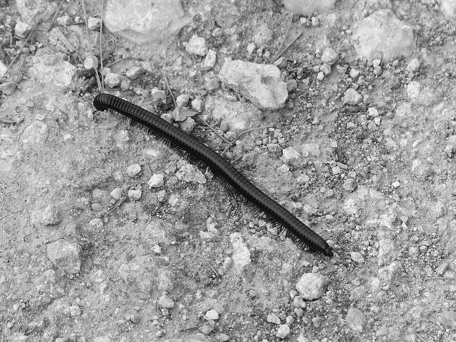 millipede, caterpillar, ground, animal, animal wildlife, animal themes HD wallpaper