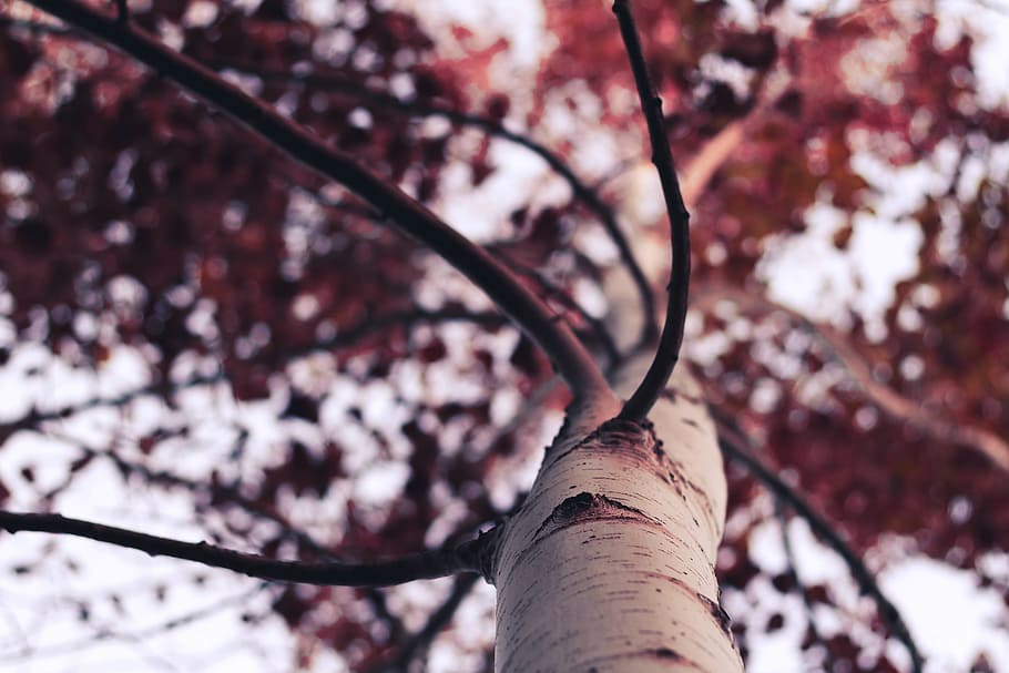 closeup photo of tree branches, tree trunk, blooming, blossom HD wallpaper