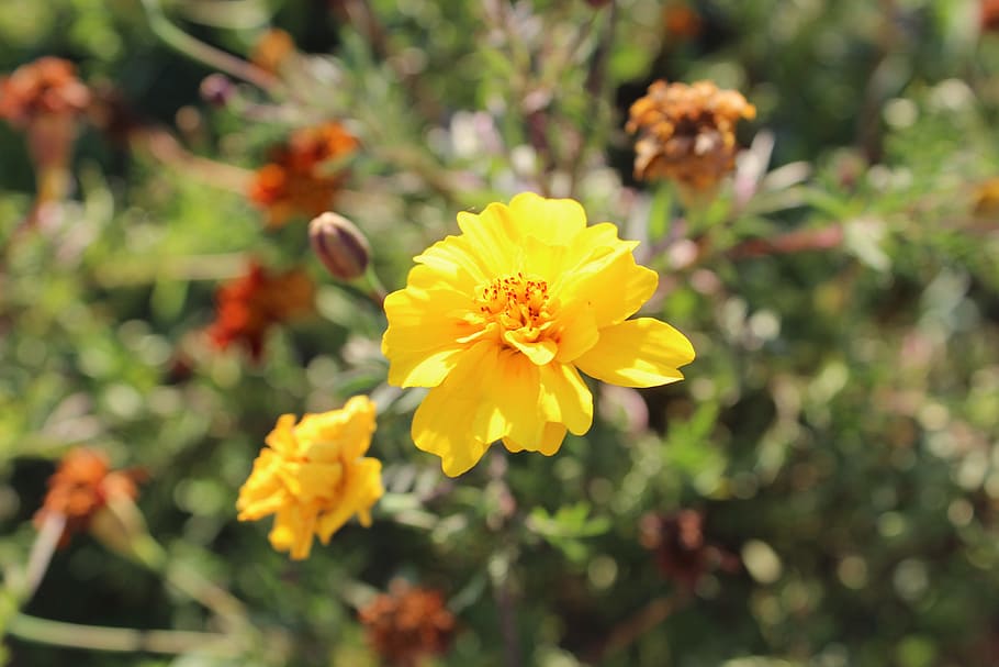 nature, yellow, flower, flowering plant, freshness, fragility HD wallpaper