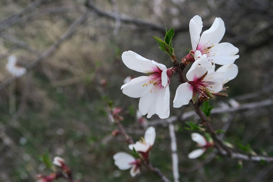 flower, nature, tree, plant, blooming, color, flowering plant HD wallpaper