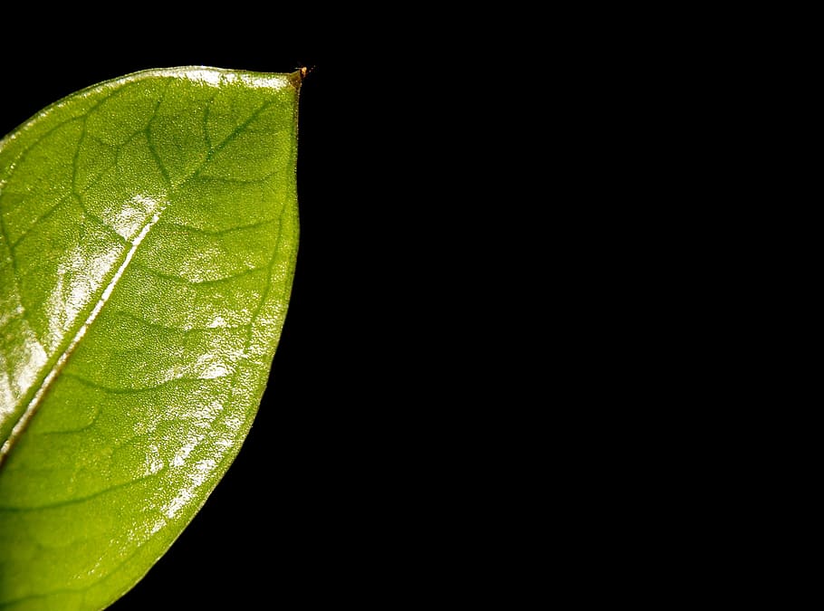 macro photography of leaf, plant, nature, green, black, of course HD wallpaper