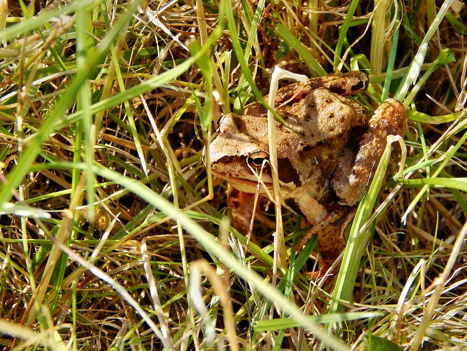 the frog, amphibian, a toad, plant, animals in the wild, grass HD wallpaper
