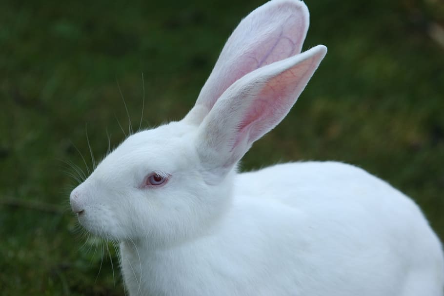 rabbit, white, ears big, humane attitude, hare, red eyes, long eared