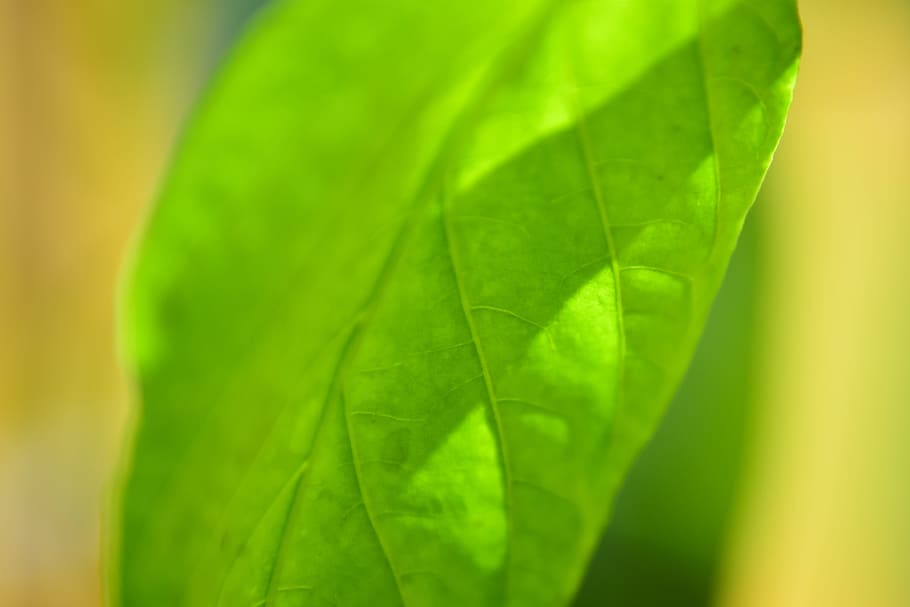 leaf, paprika, food, pepper, cuisine, cooking, red, chili, ingredient HD wallpaper