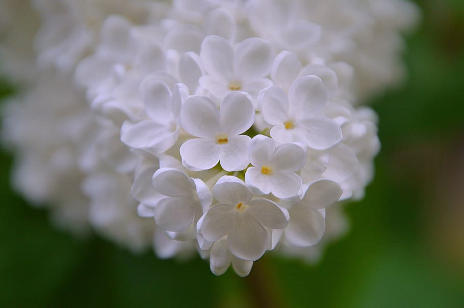 closeup photography of white Aubrieta flowers, organ, spring HD wallpaper
