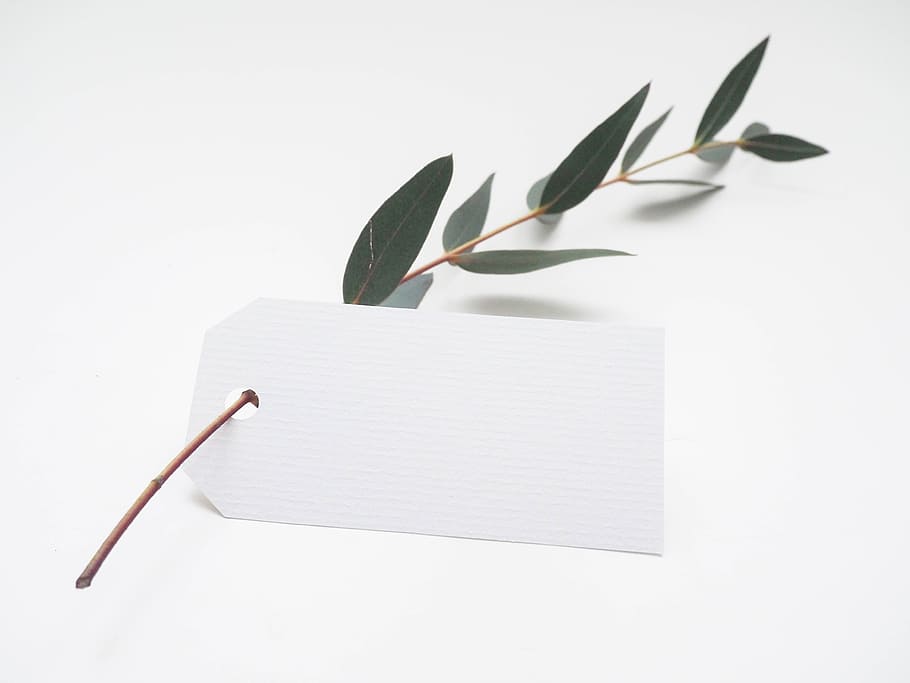 leaf branch, white, tag, green, white background, studio shot HD wallpaper