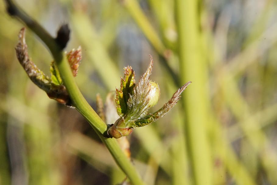 engine, sprout, spring, plant, green, stalk, bush, growth, beauty in nature HD wallpaper