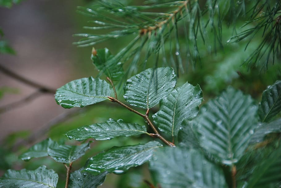 rain, tree, leaves, nature, fir, plant, green color, leaf, plant part HD wallpaper