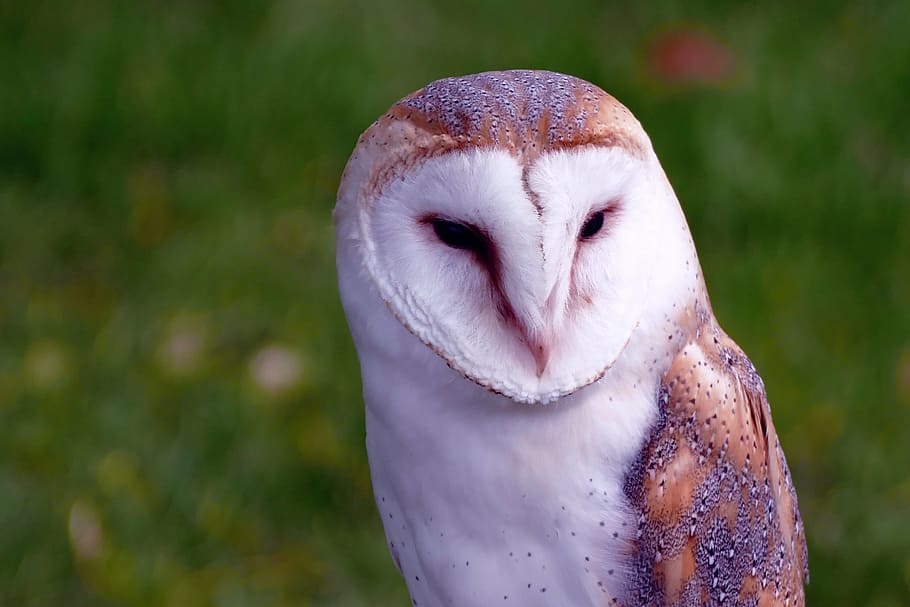 macro photography of white and brown owl, bird, barn owl, animal