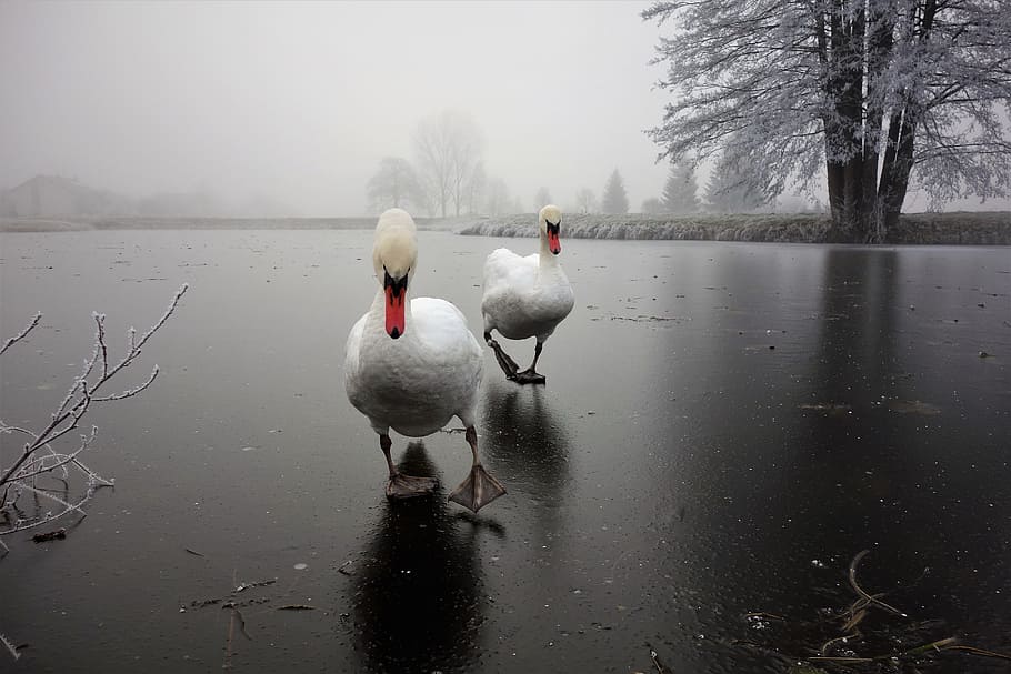 reflection, waters, lake, puddle, river, vertebrate, animal themes HD wallpaper