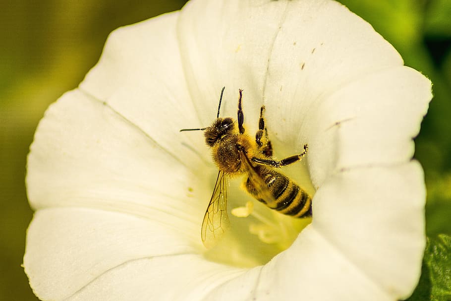 bee, flower, insect, close, food, pollen, blossom, bloom, invertebrate HD wallpaper