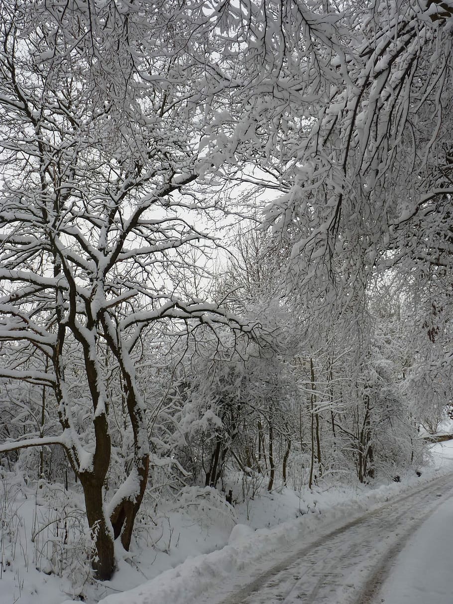 Winter, Landscape, Snow, cold temperature, nature, bare tree HD wallpaper