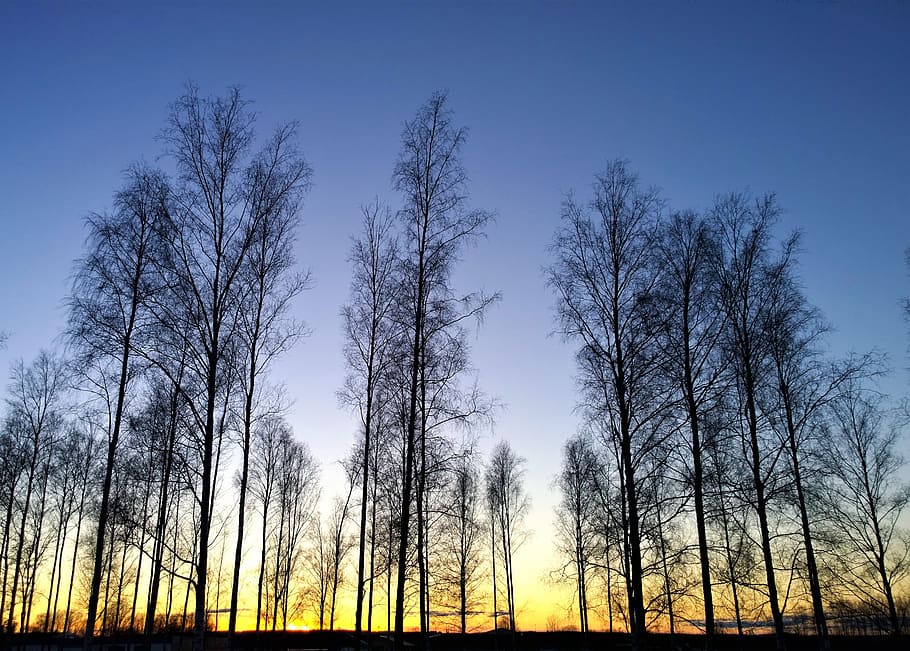 landscape photography of trees under golden hour, sunset, horizon HD wallpaper